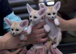 10 Weeks Old Male And Female Fennec Foxes