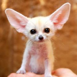 classic fennec foxes