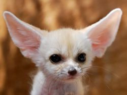available fennec fox