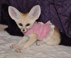 Fennec Foxes with recent shots records