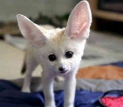 Charming male and female Fennec fox for