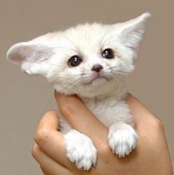 12 weeks old fennec foxes for adoption