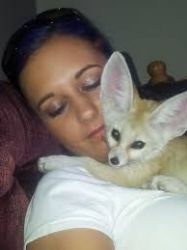 Male and Female Amazing Male and Female Fennec Fox Kit