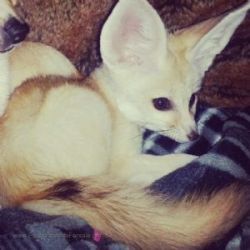 male and female fennec fox