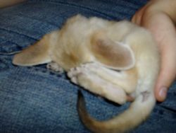 Fennec fox for a family