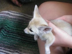 Fennec fox for rehoming.text only
