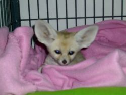 Fennec Fox Male And Female Ready For A New Home