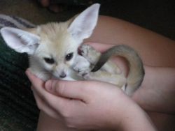 Fennec fox for rehoming.