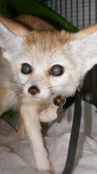 Fennec Fox Male and Female(Kits) Ready For A New Home