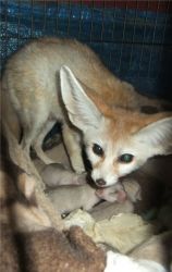 fennec fox - Exotics Animals Fennec fox for rehoming.