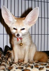 lovely and cute Fennec Fox ready to go now -