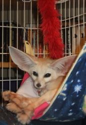 Fennec Fox Available for for a loving family