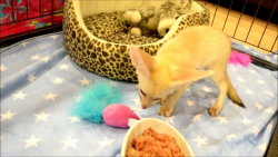 Good Litters of Fennec Fox available 12 weeks old