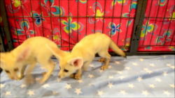 FRIENDLY LITTER BOX TRAINED FENNEC FOXES AVAILABLE FOR SALE .