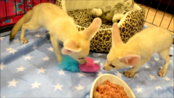 2 lovely fennec foxes for adoption
