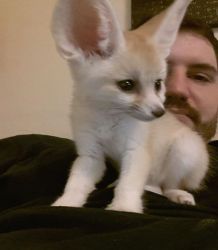 Fennec Fox available for new home