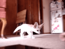 Awesome Fennec Foxes for Adoption
