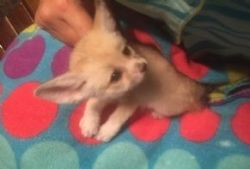 Male and Females Fennec Fox For Sale