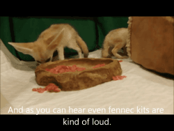 Home trained Fennec Fox kits for Sale