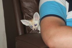 Fennec Fox For Sale.