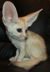 Savannah Kittens,fennec Foxes,and Other Exotic Pets For Sale.