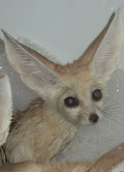 Amazing Fennec Foxes For Adoption.