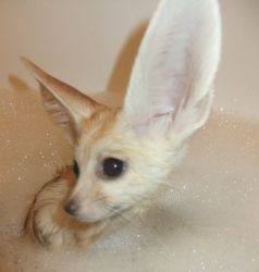 We Have Two Lovely Fennec Fox Available And Kinkajou For Sale