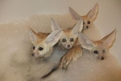 Fennec Fox And Other Exotics Animals For Sale At Affordable Prices