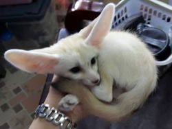Trained Houshold Pets Male And Female Fennec Fox Kits For Sale