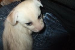 Baby Fennec Fox for sale