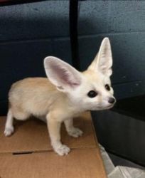 fennec fox for the best home
