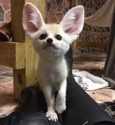 cute fennec fox for rehoming