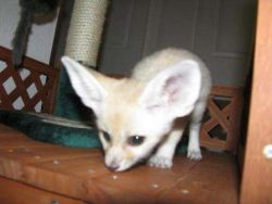 BABIES FENNEC FOXES POTTY TRAINED