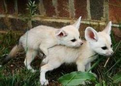 Smart fennec foxes available