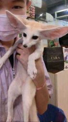 Special fennec foxes available