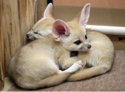 Adorable Male and Female Fennec Fox for Adoption