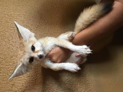 funnec fox kits for sale now
