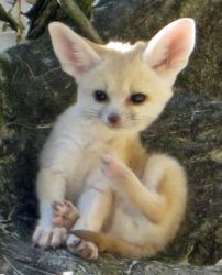 funnec fox for sale now contact for more details