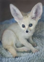X-mas male and female Fennec fox Available