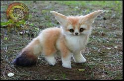 Here comes Heidi, a sweet funnec fox kids with a gentle nature