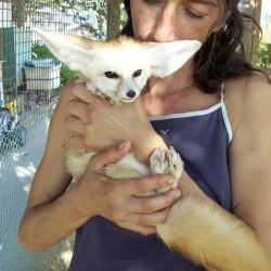 Male and Female fennec foxes available for sale
