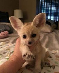 Fennec Foxes ready for great homes
