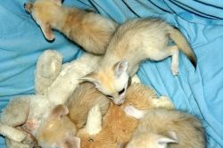 Healthy Fennec Foxes as pets for good homes
