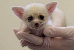 2 fennec foxes available