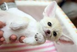 Best of Fennec Foxes