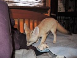 Well trained Fennec Fox