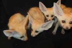 male and female 12 weeks old fennec fox looking for a home