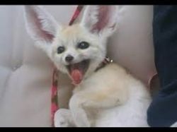 Well trained fennec foxes