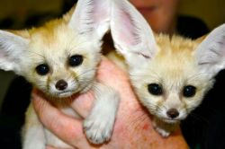 Cute Fennec fox babies ready to go