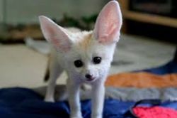 Fennec Fox Searching lovely homes
